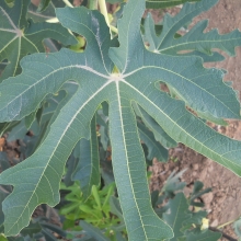 Ficus carica 'Deszki ujjas óriás'