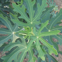 Ficus carica 'Deszki ujjas óriás'