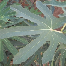 Ficus carica: 'Szabados ujjas füge'