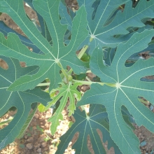 Ficus carica 'Varga J. ujjas óriás'