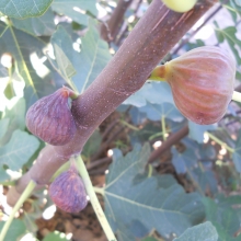 Ficus carica 'Celli úti'