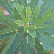 Ficus carica 'Celli úti'