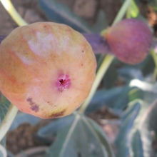 Ficus carica 'Keszthelyi Vári'