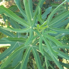 Ficus carica 'Keszthelyi Vári'