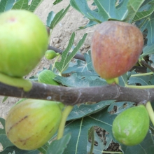 Ficus carica 'Zsolti ujjas'