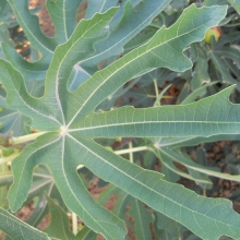 Ficus carica 'Zsolti ujjas'