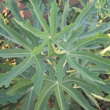 Ficus carica 'Zsolti ujjas'