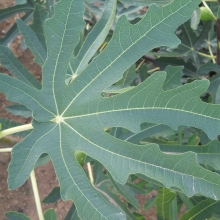 Ficus carica: `Postavölgyi` (Völgyi barna)