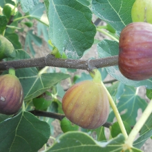 Ficus carica: 'Botanikus kerti Kaktuszház'