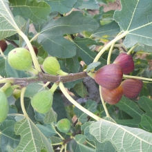 Ficus carica: 'Botanikus kerti Kaktuszház'