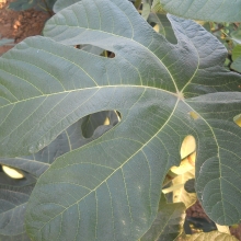 Ficus carica: 'Bursa fekete török füge'