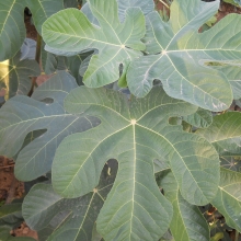 Ficus carica: 'Bursa fekete török füge'