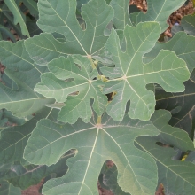 Ficus carica `Pastiliere`