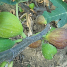 Ficus carica: 'Nagy Karcsi Pápa'