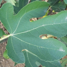 Ficus carica: 'Nagy Karcsi Pápa'