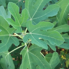 Ficus carica: 'Nagy Karcsi Pápa'