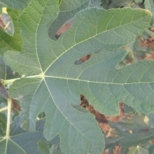 Ficus carica: 'Tóth A. lila pogácsa'