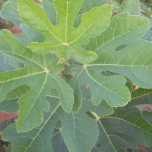 Ficus carica: 'Tóth A. lila pogácsa'