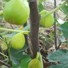 Ficus carica: 'Fehérvári'