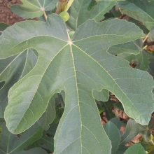 Ficus carica: 'Fehérvári'