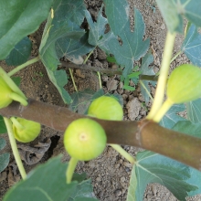 Ficus carica: 'Fehérvári'