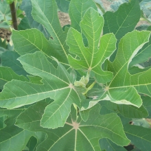 Ficus carica: 'Fehérvári'