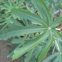 Ficus carica: 'San Piero Mirko'