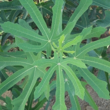 Ficus carica: 'San Piero Mirko'