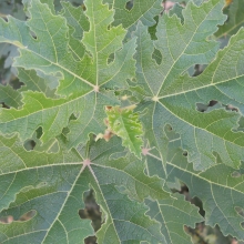 Ficus afghanistanica