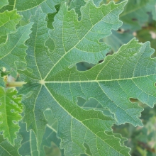 Ficus afghanistanica