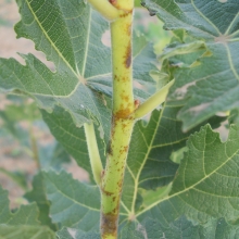 Ficus afghanistanica