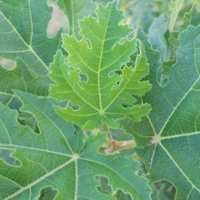 Ficus afghanistanica