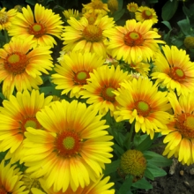 Gaillardia aristata `Arizona Apricot`