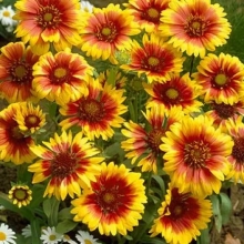 Gaillardia aristata `Goblin`