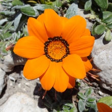 Gazania maritima