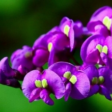 Hardenbergia violacea