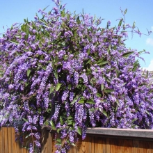 Hardenbergia violacea