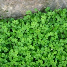 Soleirolia soleirolii (Helxine soleirolii)