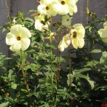 Hibiscus manihot Sunset (Abelmoschus manihot)