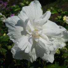 Hibiscus syriacus `Chiffon White`