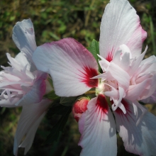 Hibiscus syriacus `Lady Stanley`