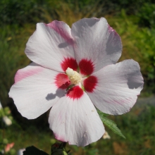 Hibiscus syriacus `Matild`