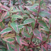 Hypericum moserianum `Tricolor`