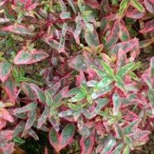 Hypericum moserianum `Tricolor`