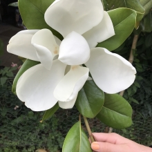 Magnolia grandiflora `Edith Bogue`