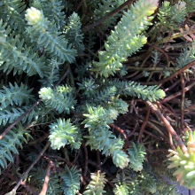 Sedum rupestre (Sedum reflexum) `Blue Spruce`