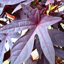 Ipomoea batatas 'Blackie'