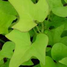 Ipomoea batatas `Chartreuse`