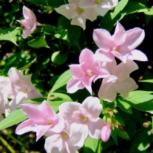 Jasminum stephanense