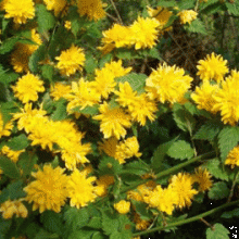 Kerria japonica `Pleniflora`